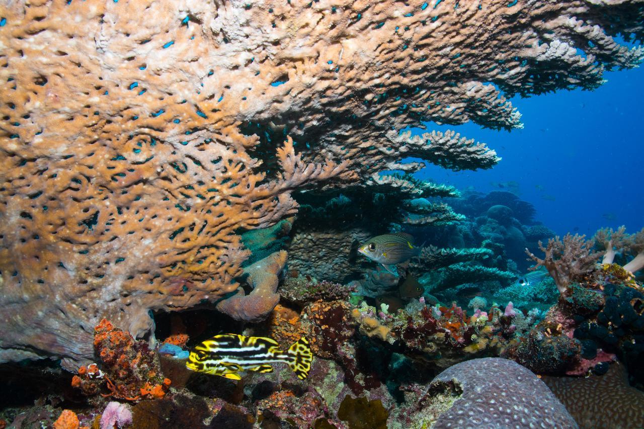 Gecko Nature Lodge Home Of Swahili Divers The Best Dive Center And Famous Gecko Restaurant Verani Екстериор снимка