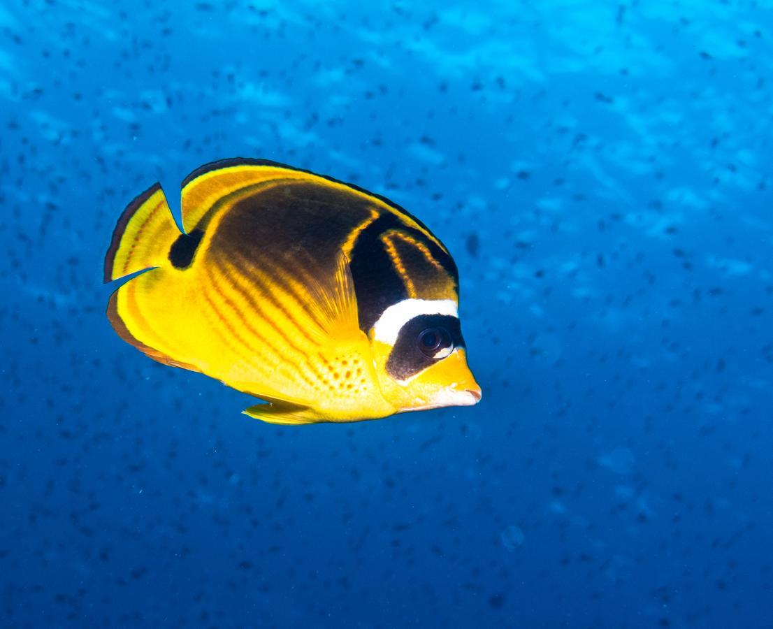 Gecko Nature Lodge Home Of Swahili Divers The Best Dive Center And Famous Gecko Restaurant Verani Екстериор снимка