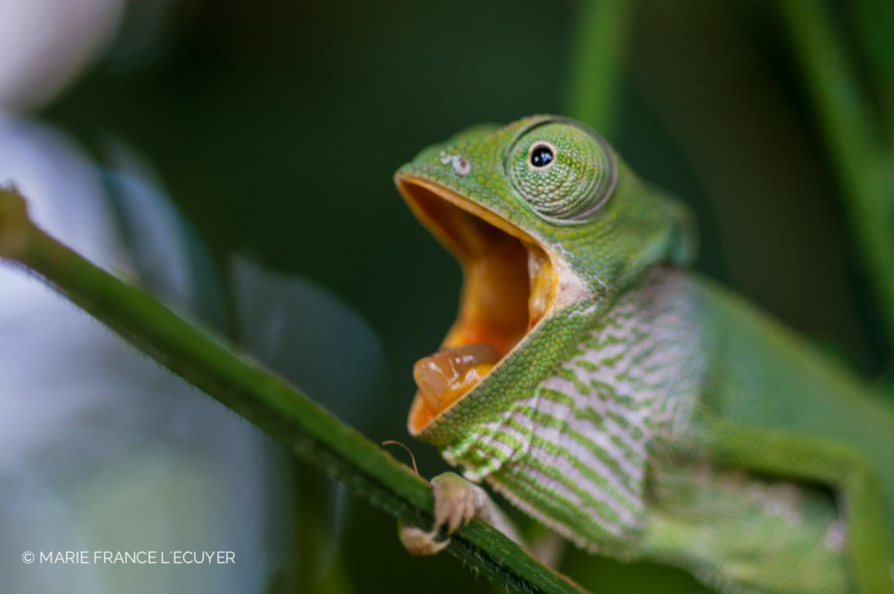 Gecko Nature Lodge Home Of Swahili Divers The Best Dive Center And Famous Gecko Restaurant Verani Екстериор снимка