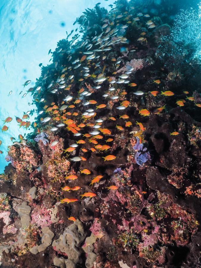 Gecko Nature Lodge Home Of Swahili Divers The Best Dive Center And Famous Gecko Restaurant Verani Екстериор снимка