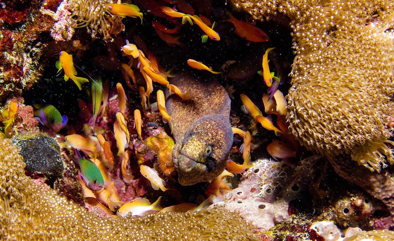 Gecko Nature Lodge Home Of Swahili Divers The Best Dive Center And Famous Gecko Restaurant Verani Екстериор снимка