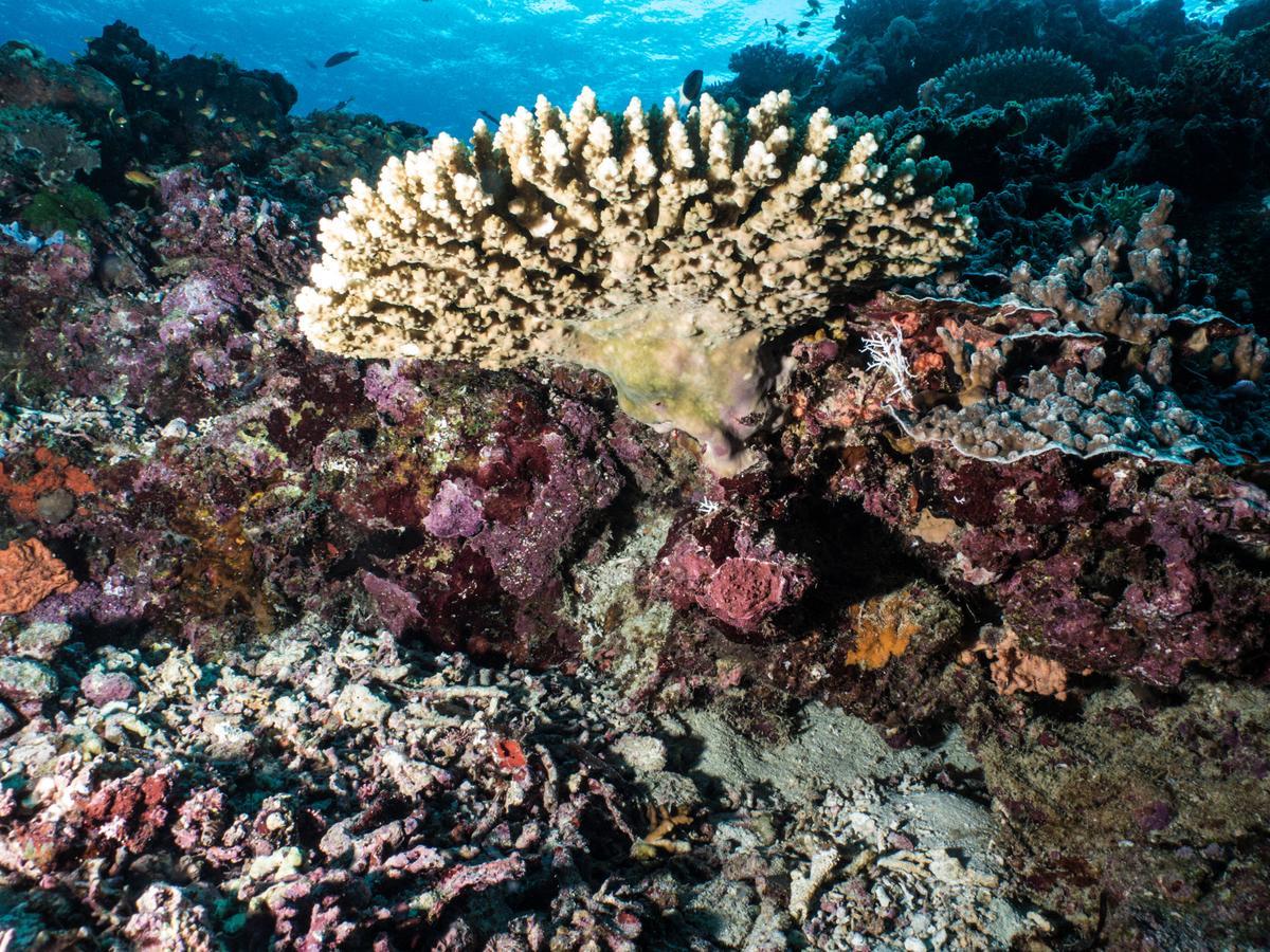 Gecko Nature Lodge Home Of Swahili Divers The Best Dive Center And Famous Gecko Restaurant Verani Екстериор снимка