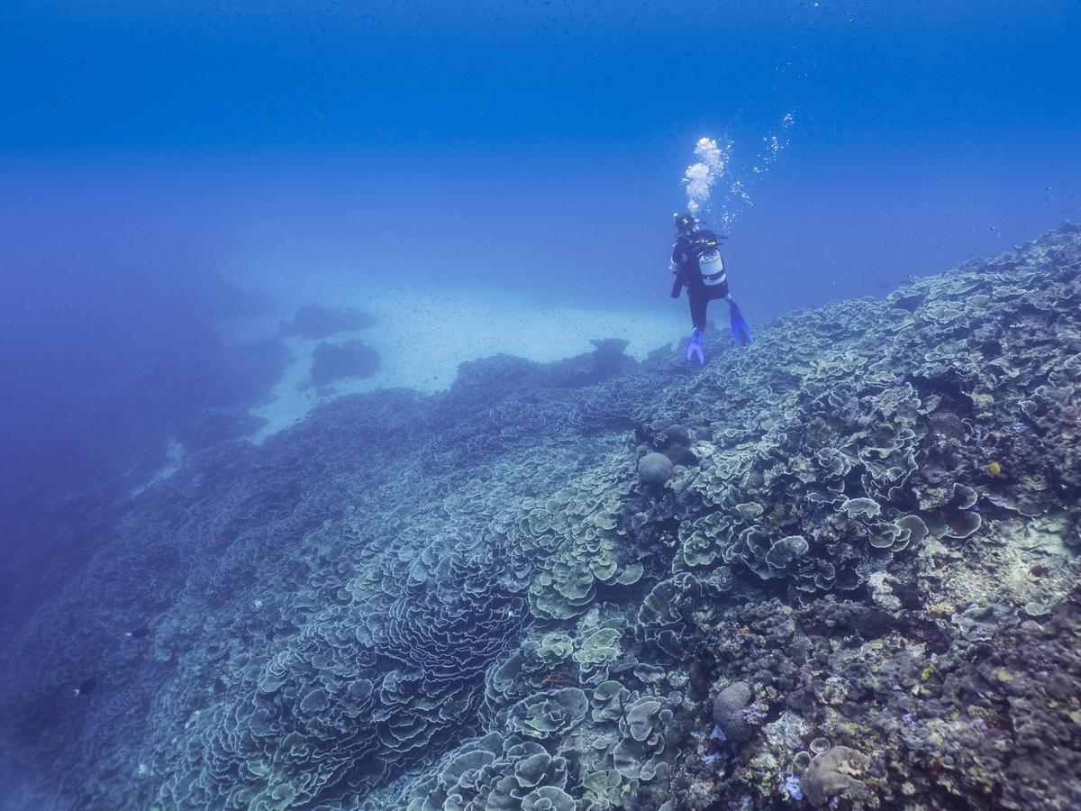 Gecko Nature Lodge Home Of Swahili Divers The Best Dive Center And Famous Gecko Restaurant Verani Екстериор снимка