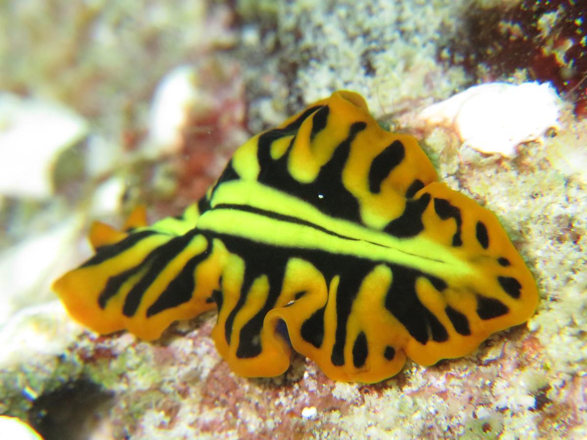 Gecko Nature Lodge Home Of Swahili Divers The Best Dive Center And Famous Gecko Restaurant Verani Екстериор снимка