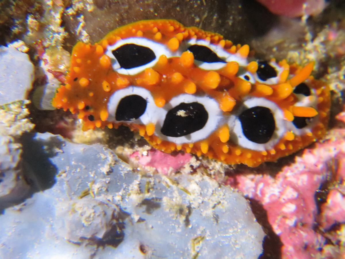 Gecko Nature Lodge Home Of Swahili Divers The Best Dive Center And Famous Gecko Restaurant Verani Екстериор снимка