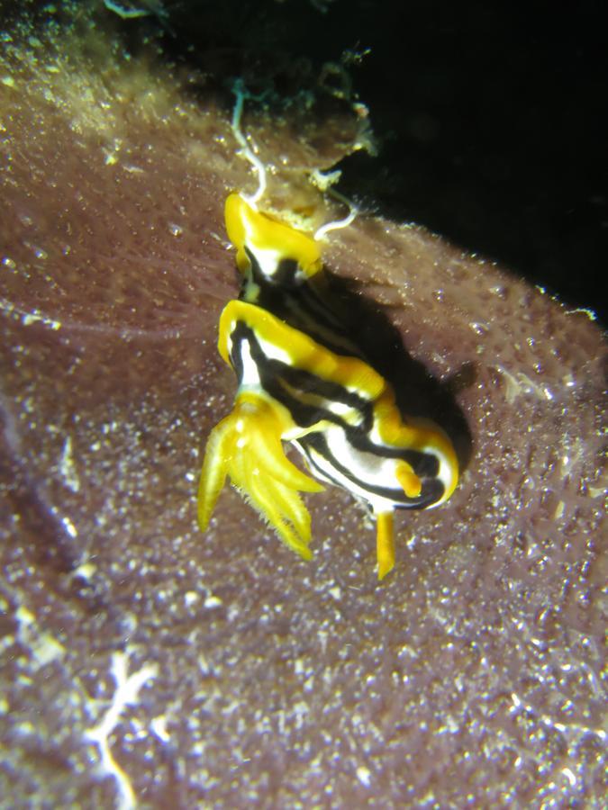 Gecko Nature Lodge Home Of Swahili Divers The Best Dive Center And Famous Gecko Restaurant Verani Екстериор снимка