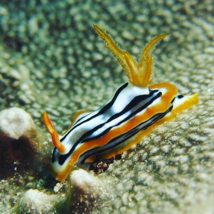 Gecko Nature Lodge Home Of Swahili Divers The Best Dive Center And Famous Gecko Restaurant Verani Екстериор снимка