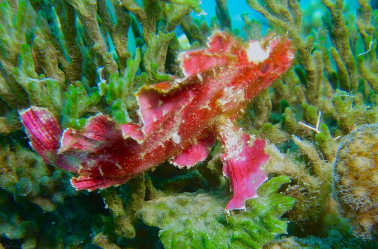 Gecko Nature Lodge Home Of Swahili Divers The Best Dive Center And Famous Gecko Restaurant Verani Екстериор снимка