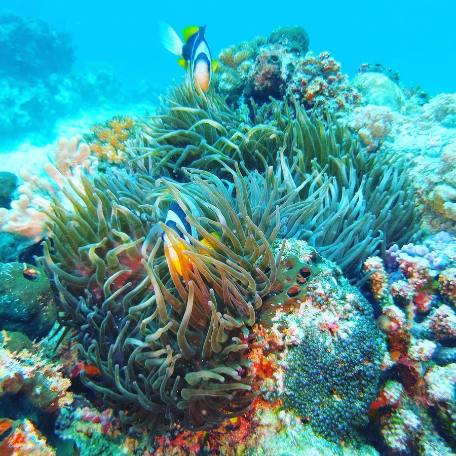Gecko Nature Lodge Home Of Swahili Divers The Best Dive Center And Famous Gecko Restaurant Verani Екстериор снимка