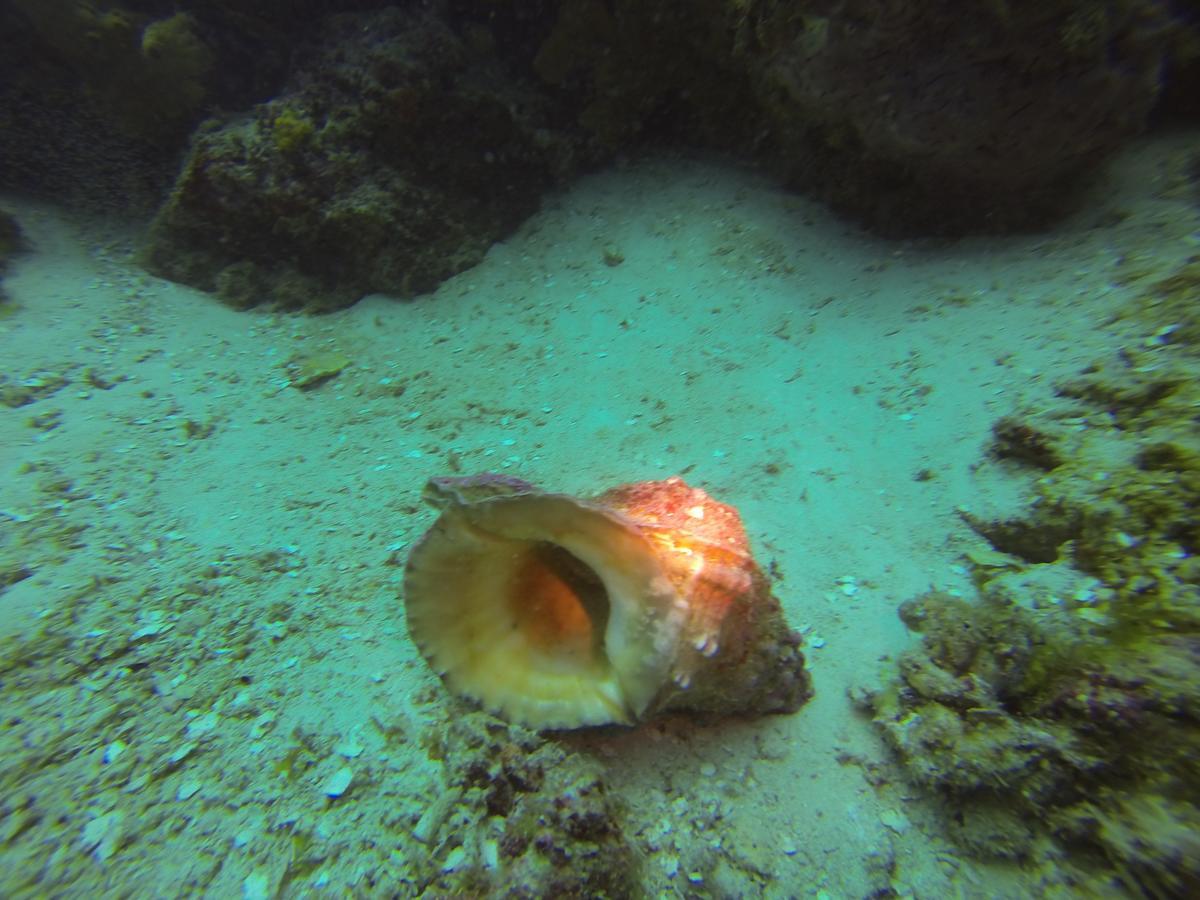 Gecko Nature Lodge Home Of Swahili Divers The Best Dive Center And Famous Gecko Restaurant Verani Екстериор снимка